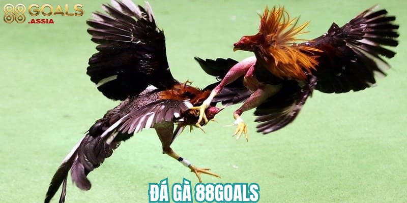 Đá gà 88Goals 2 da ga 88Goals 1